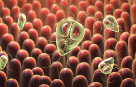 Tratamiento inicial de la giardiasis en personas no embarazadas