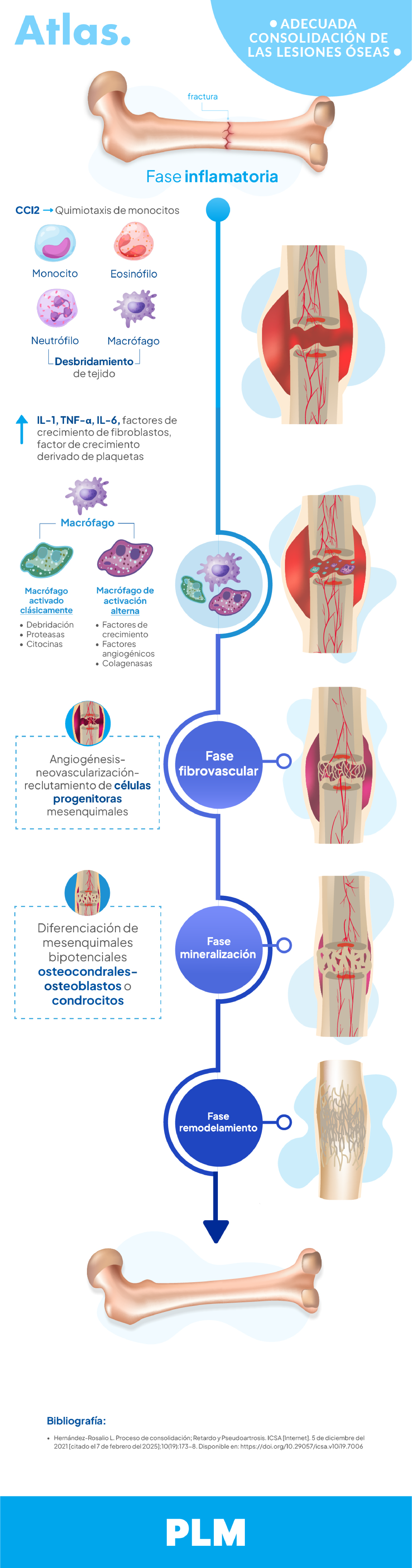 Adecuada consolidación de las lesiones óseas