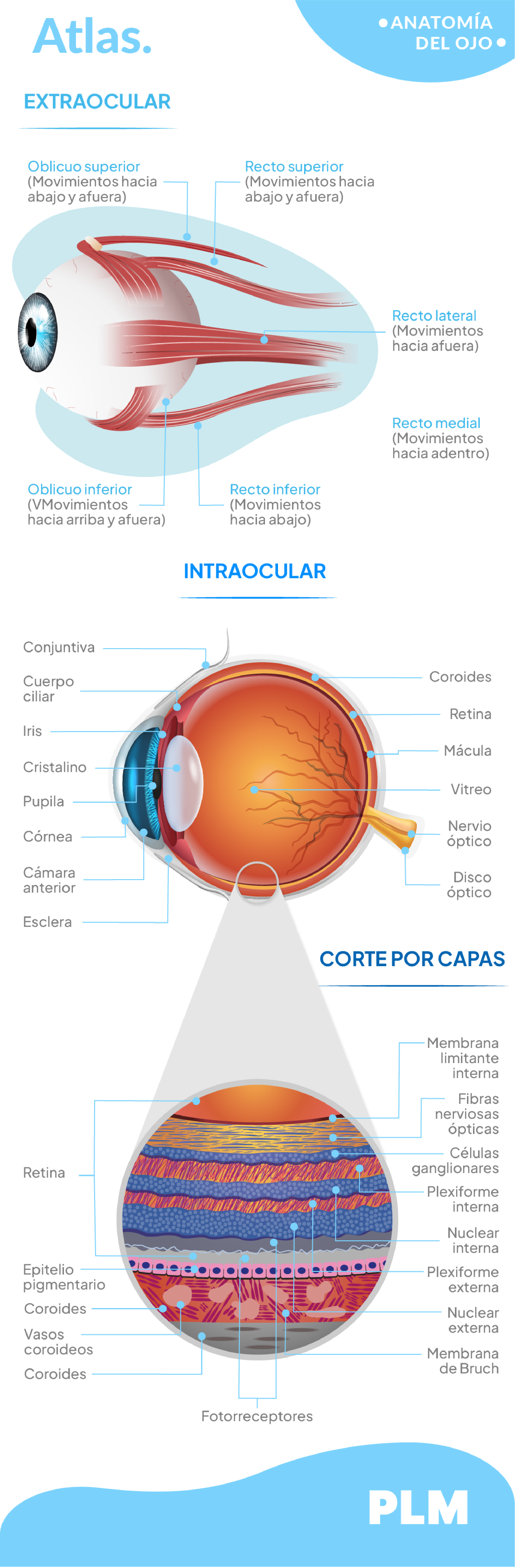 Anatomía del ojo