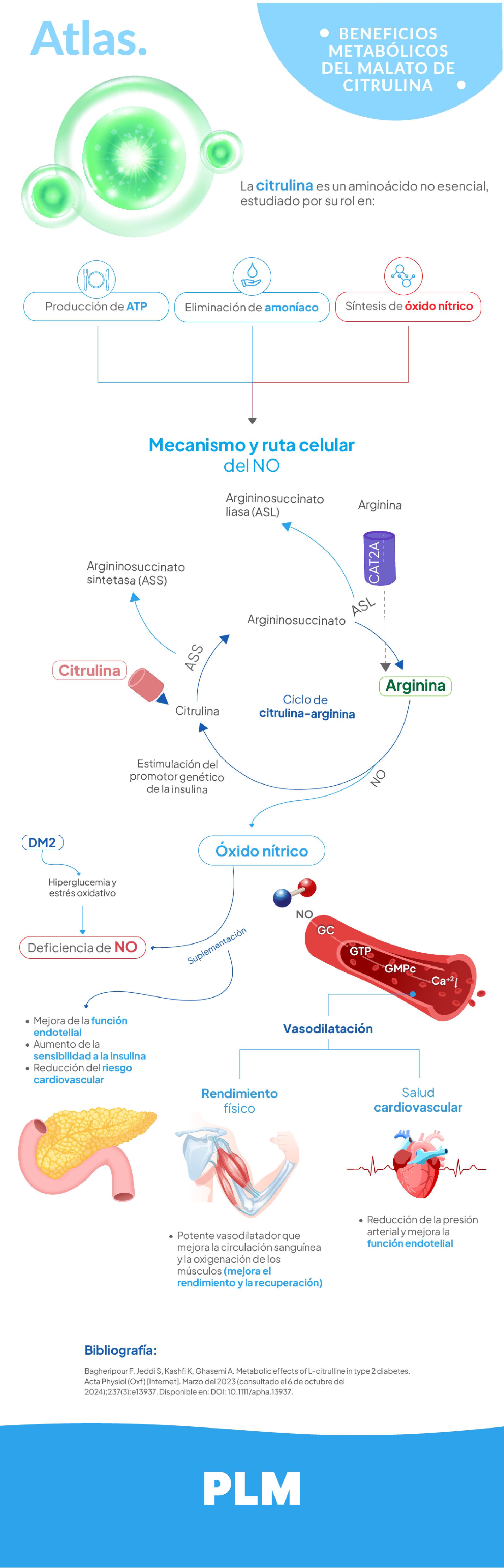 Beneficios metabólicos del malato de citrulina