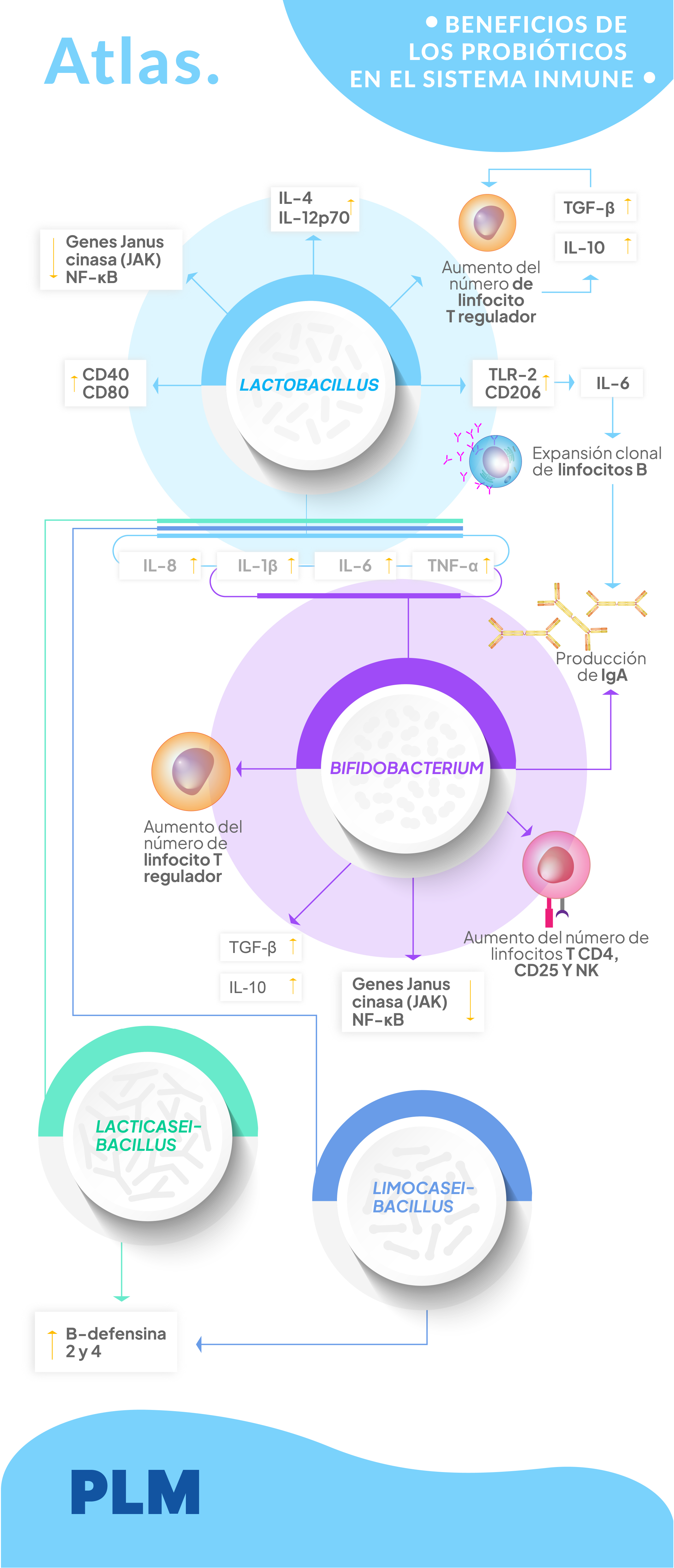 Beneficios de los probióticos en el sistema inmune