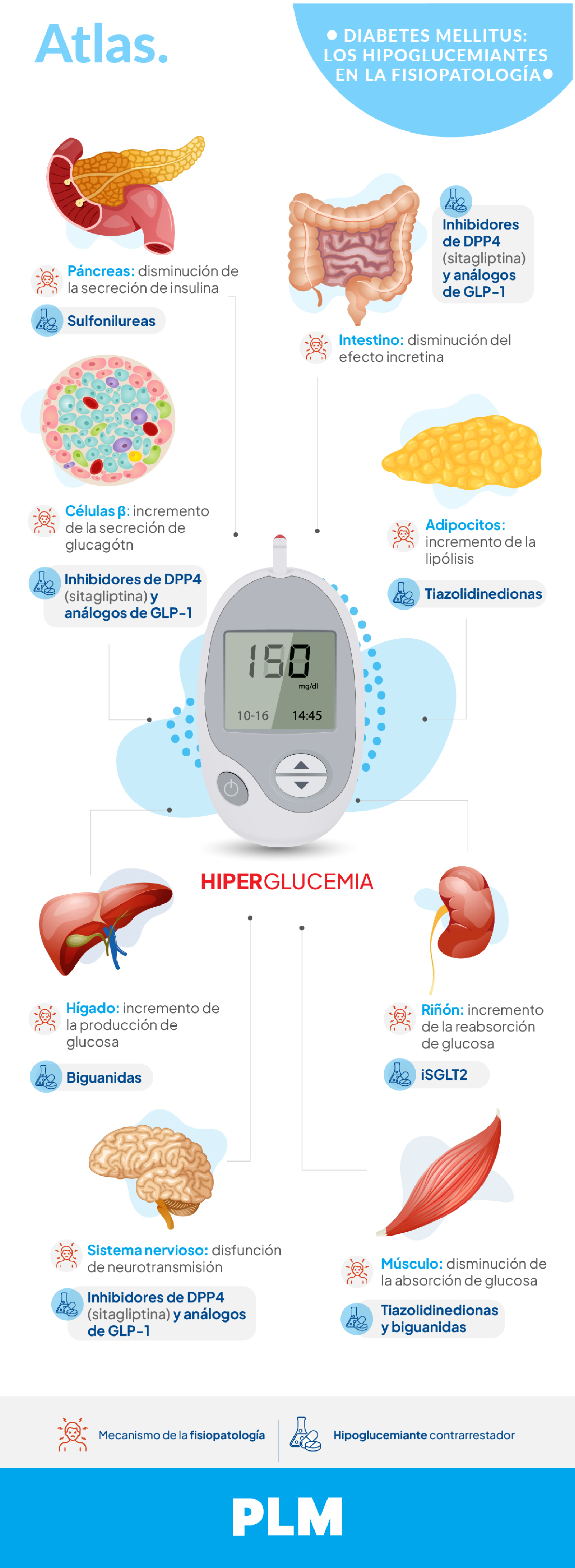 Diabetes mellitus: los hipoglucemiantes en la fisiopatología