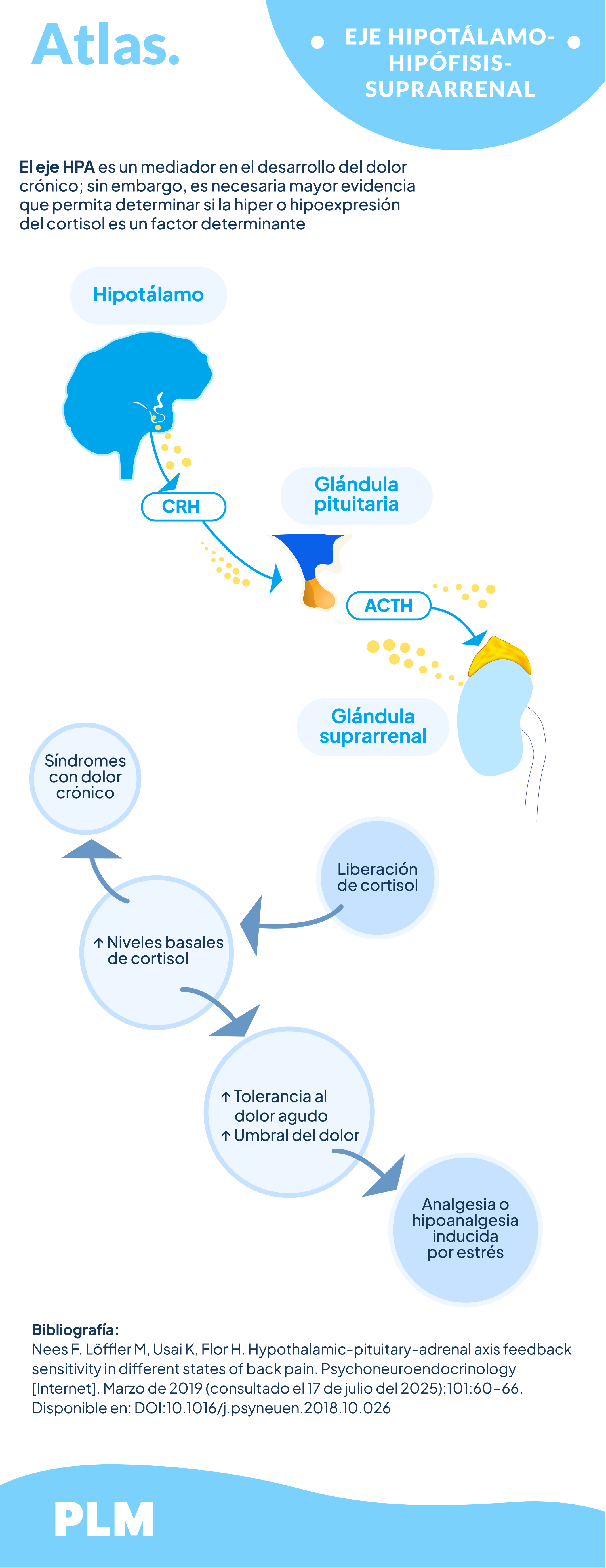 Eje hipotálamo-hipófisis-suprarrenal