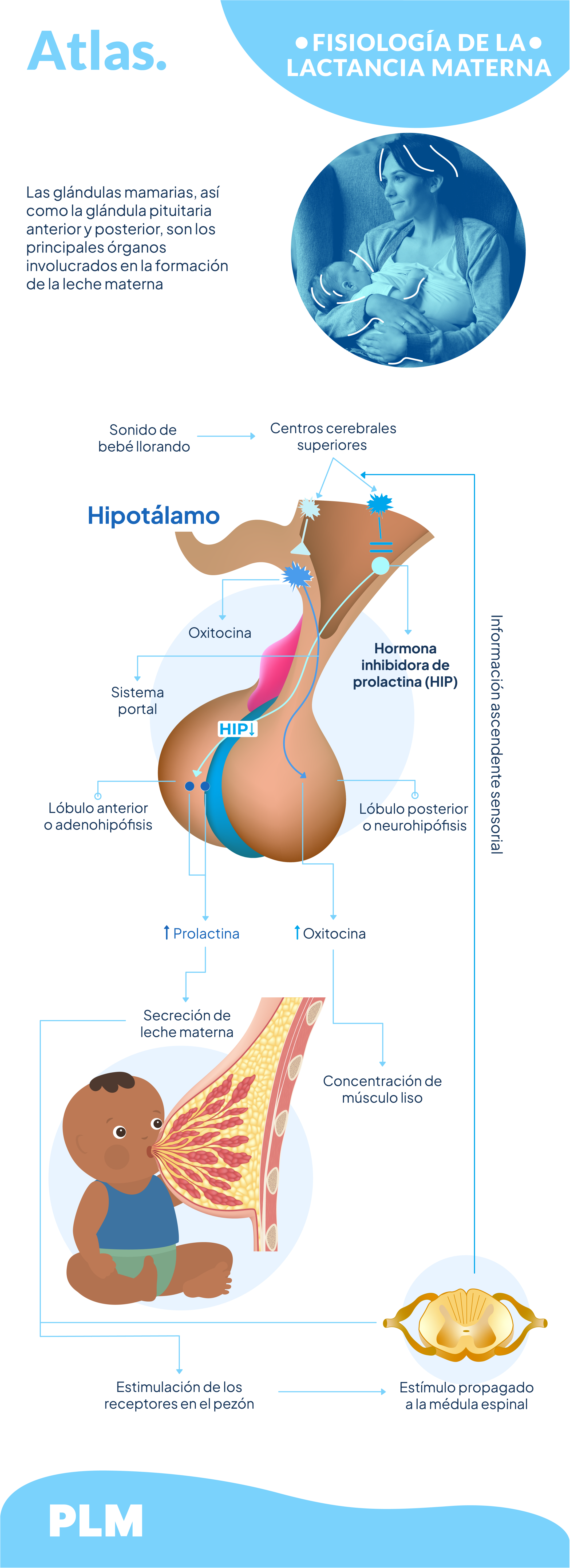 Fisiología de la lactancia materna