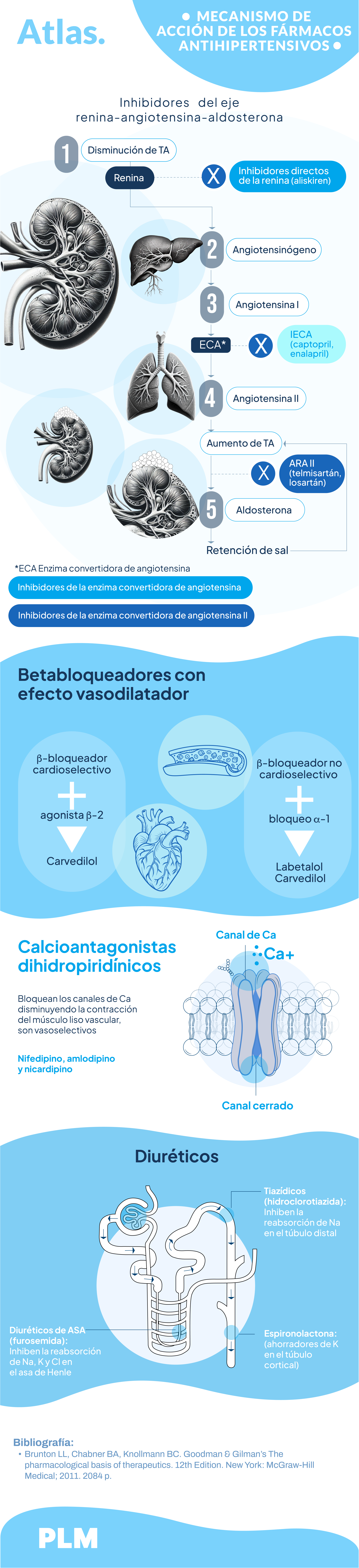Mecanismo de acción de los fármacos antihipertensivos